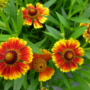 Helenium, Sneezeweed