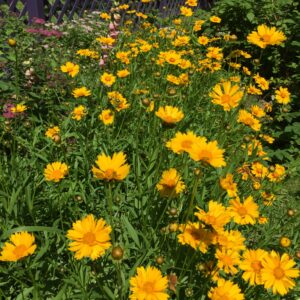 Coreopsis "Moonbeam"