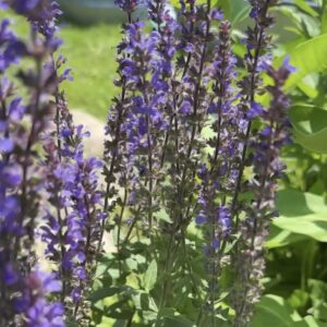 Salvia, purple