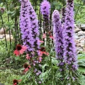 Liatris, Purple