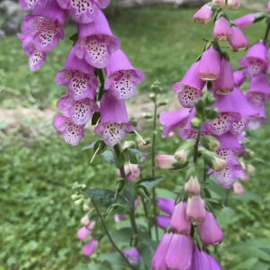 Foxglove, surprise