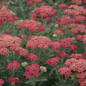 Yarrow, red
