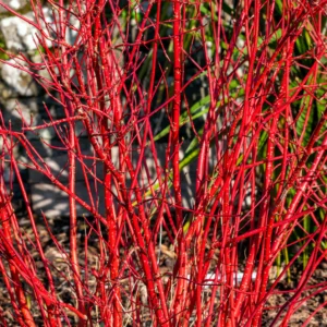 Dogwood, Red Osier