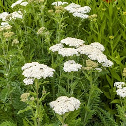 Yarrow, white