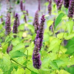 Agastache, Giant Hyssop, purple