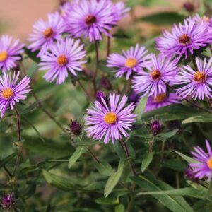 New England Aster, blue-purple