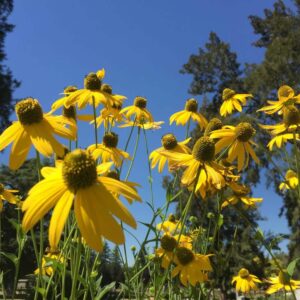 Coneflower, Cut Leaf, yellow