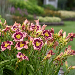 Daylily, Sound of My Heart