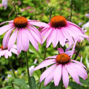 Echinacea, Coneflower, purple