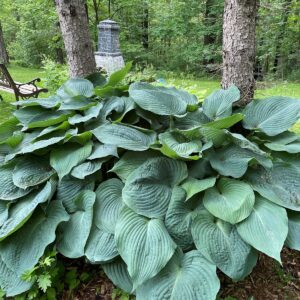 Hosta - blue