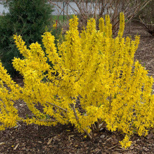 Forsythia