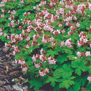 Cranesbill, pink