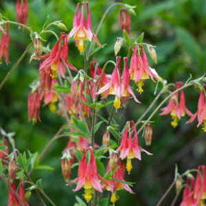 Columbine, red/yellow