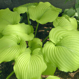 Hosta, Chartreuse