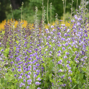 Baptisia, False Indigo