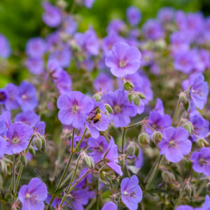 Cranesbill, mauve