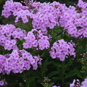 Phlox, Garden, pink