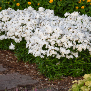 Phlox, Garden, white
