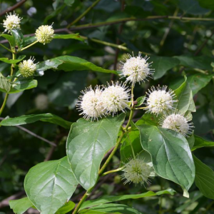 Buttonbush