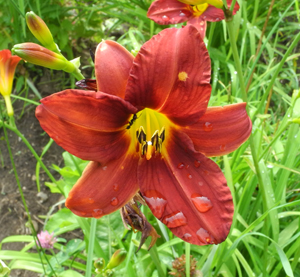 Daylily, Green Throat