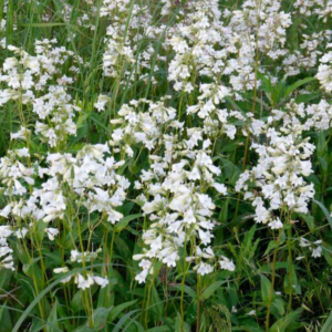 Penstemon, Beardtongue, white