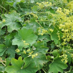 Lady's Mantle