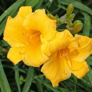 Daylily "Stella d'Oro"