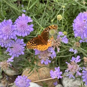 Benefits Pollinators