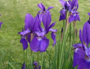 Iris, Siberian