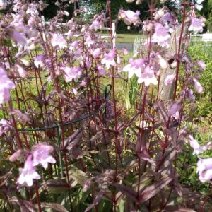 Penstemon, Beardtongue, pink