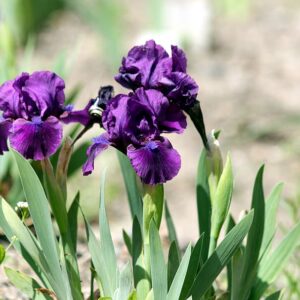 Iris, Bearded, purple