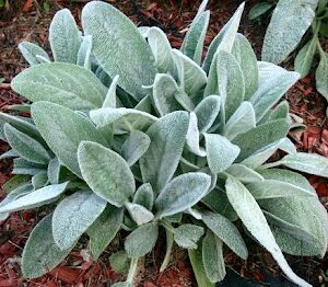 Lamb's Ear