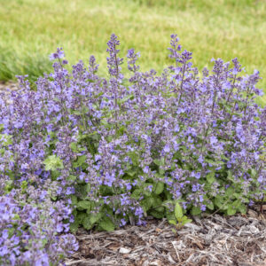 Nepeta, catmint