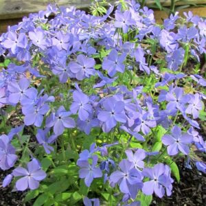 Phlox, Woodland, blue