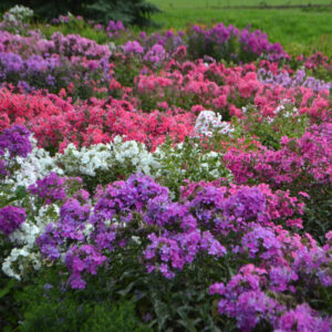 Phlox, Garden, surprise