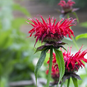 Monarda, Bee Balm, red
