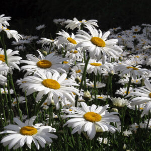 Shasta Daisy