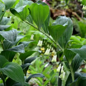 Giant Solomon's Seal