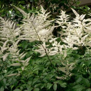 Astilbe, white
